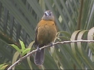 Scarlet-rumped Tanager (Passerini's) - ML201238001