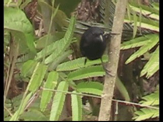 Variable Seedeater (Black) - ML201238011