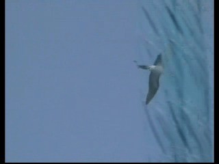 Brown Booby (Colombian) - ML201238021