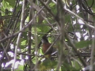Troglodyte à calotte noire (groupe castaneus) - ML201238061