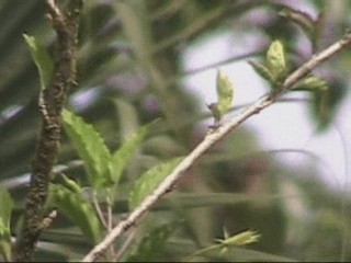 ハシナガタイランチョウ（cinereum グループ） - ML201238071