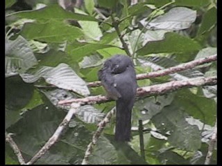 Trogon de Sclater - ML201238101