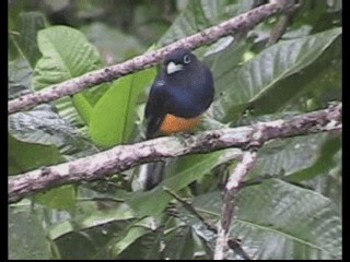 White-tailed Trogon - ML201238111