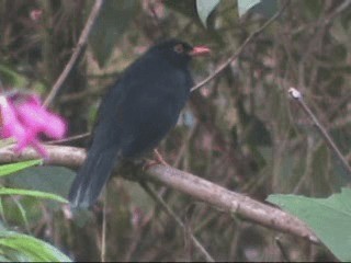 Glossy-black Thrush - ML201238121