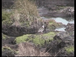 Andean Lapwing - ML201238131