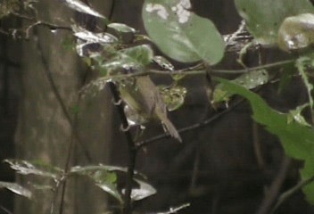 Chestnut-capped Warbler - ML201238161