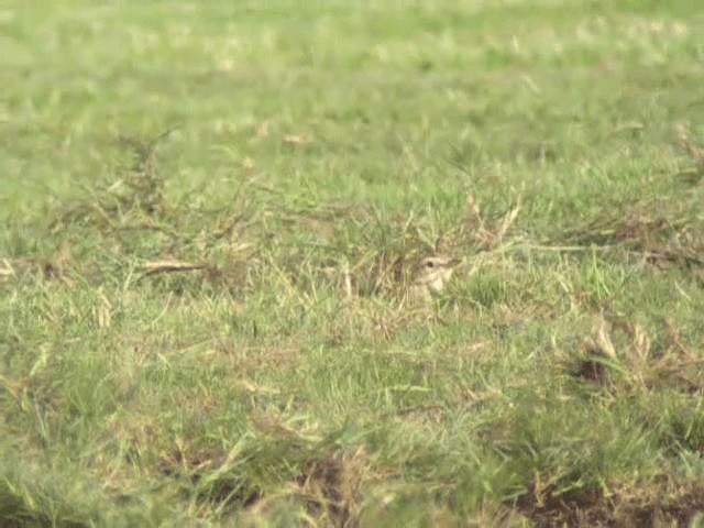 Richard's Pipit - ML201238181