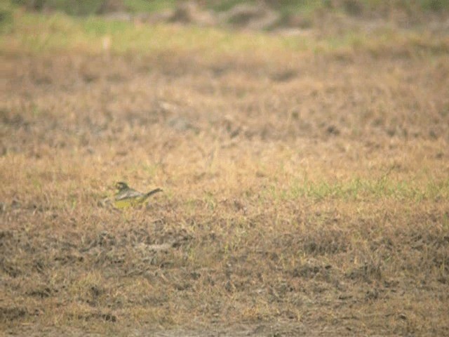 Western Yellow Wagtail (flava/beema) - ML201238191