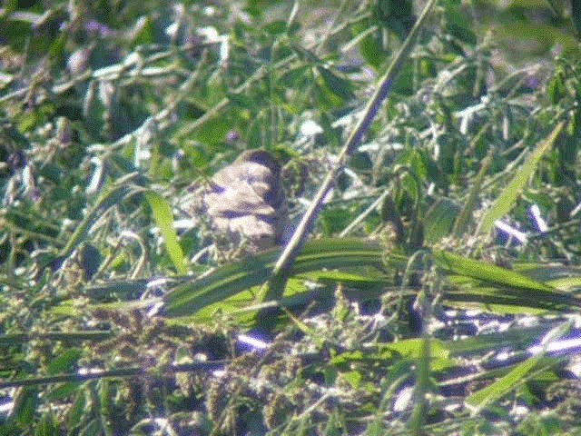 Tree Pipit - ML201238271