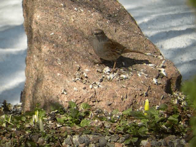 Dunnock - ML201238371