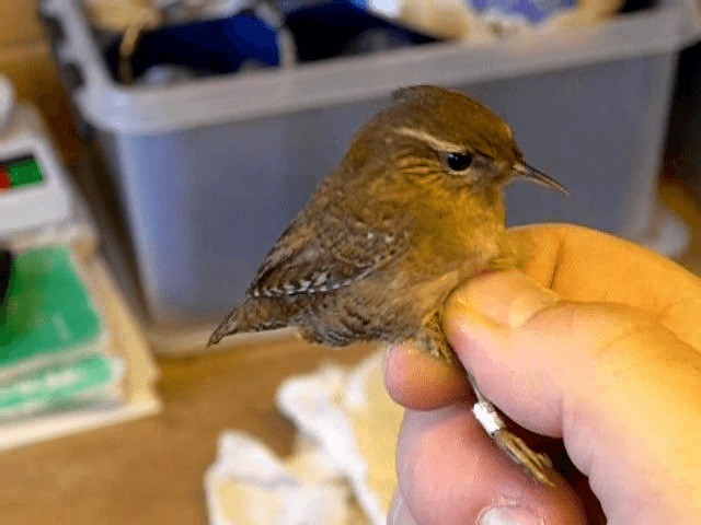 Eurasian Wren - ML201238381