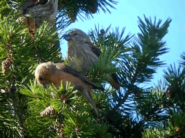 Parrot Crossbill - ML201238401