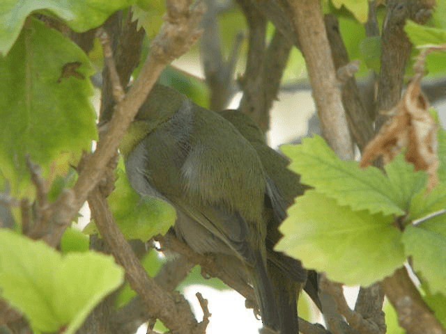 Abyssinian White-eye - ML201238511