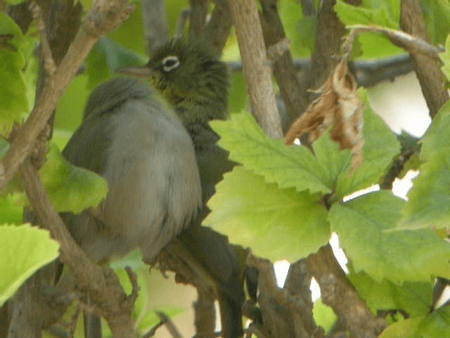 Abyssinian White-eye - ML201238521