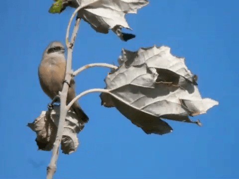 Eurasian Penduline-Tit - ML201238631