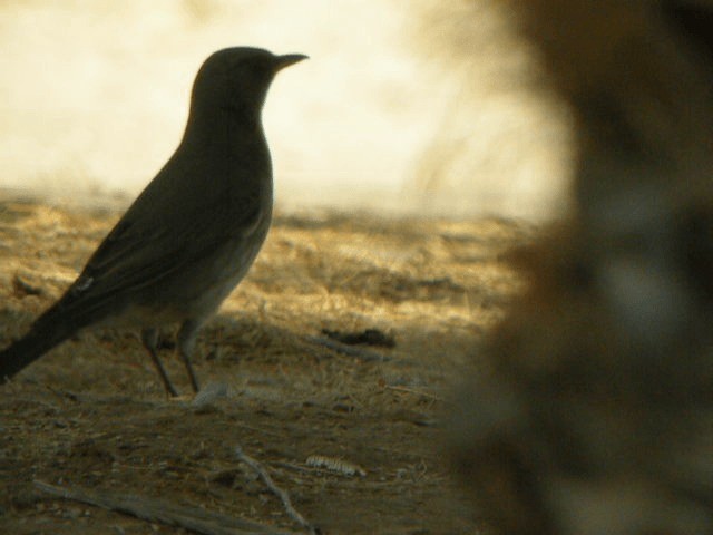 Black-throated Thrush - ML201238641