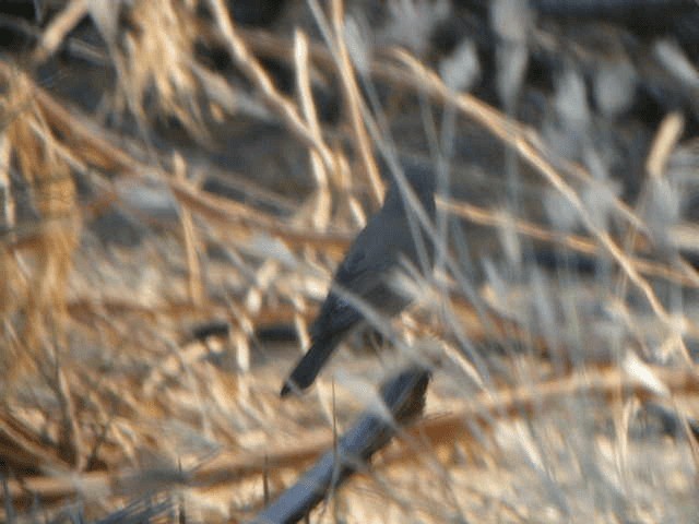 Дрізд чорноволий - ML201238651