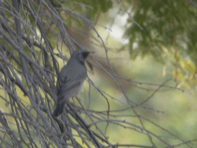 Black-throated Thrush - ML201238661