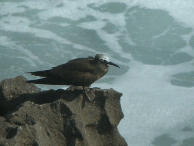 Brown Noddy - ML201238721