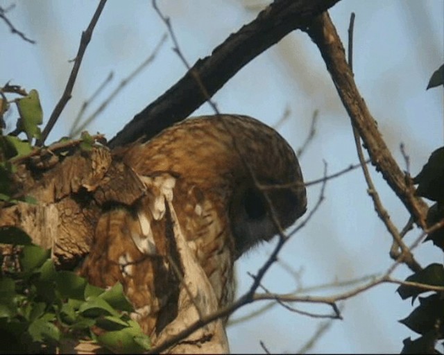 Allocco - ML201238811