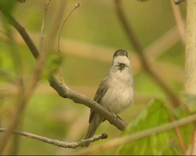 Eurasian Blackcap - ML201238831