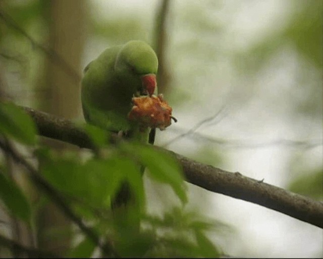 Rose-ringed Parakeet - ML201238841