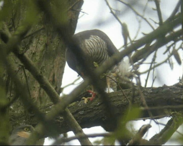 Sparviere - ML201238851