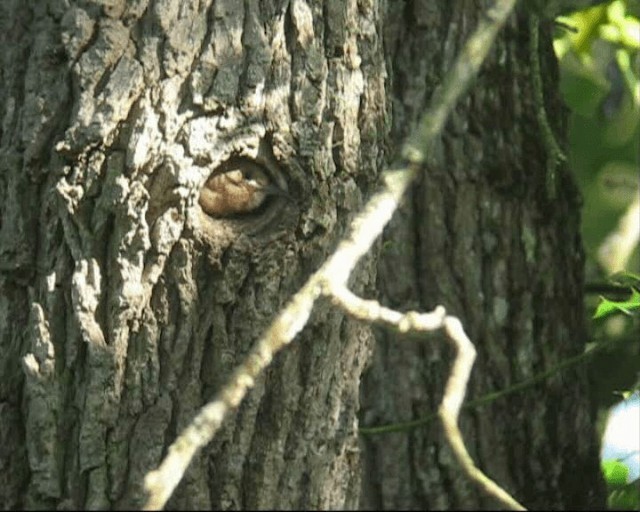 Common Hoopoe - ML201238861