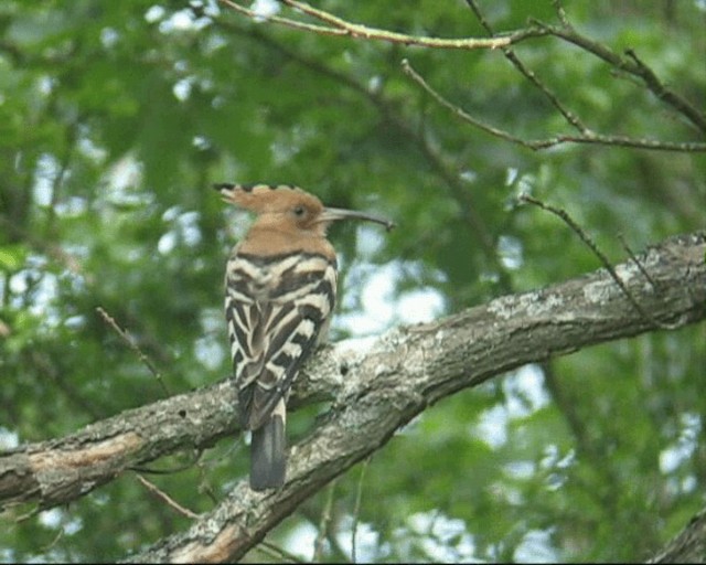 Common Hoopoe - ML201238871