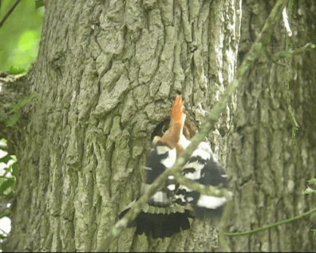 Common Hoopoe - ML201238881