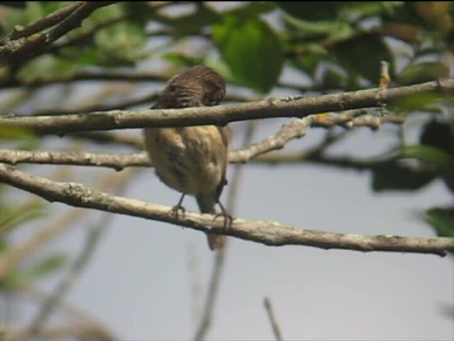 Saltimpalo - ML201238911