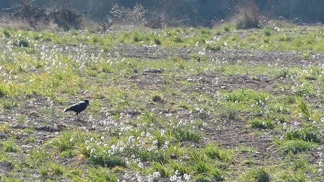Carrion Crow - ML201238921