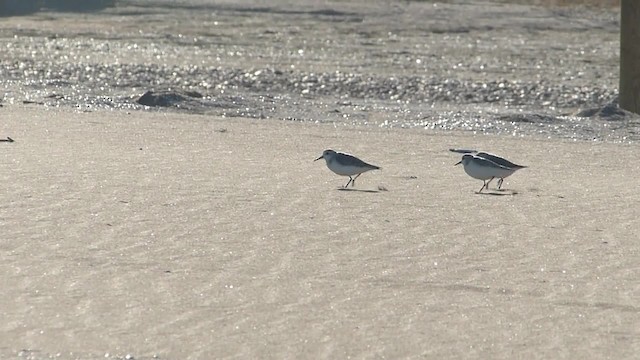 Sanderling - ML201238931