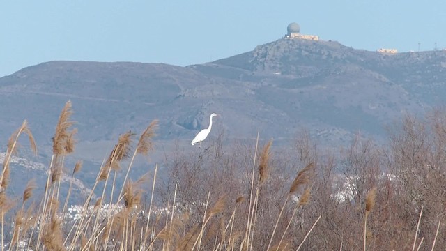 Great Egret (alba) - ML201238941