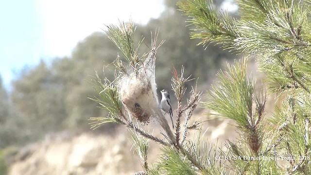 Long-tailed Tit (europaeus Group) - ML201238951