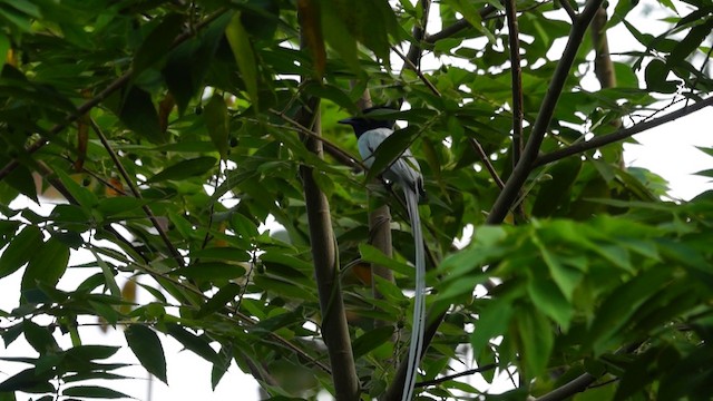 Tenggara Paradise-Flycatcher - ML201238991