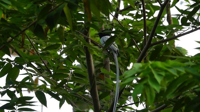 Blyth's Paradise-Flycatcher (Lesser Sundas) - ML201238991