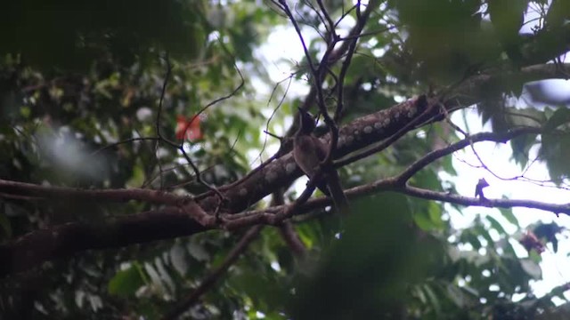 Медівник рогодзьобий (buceroides/neglectus) - ML201239001