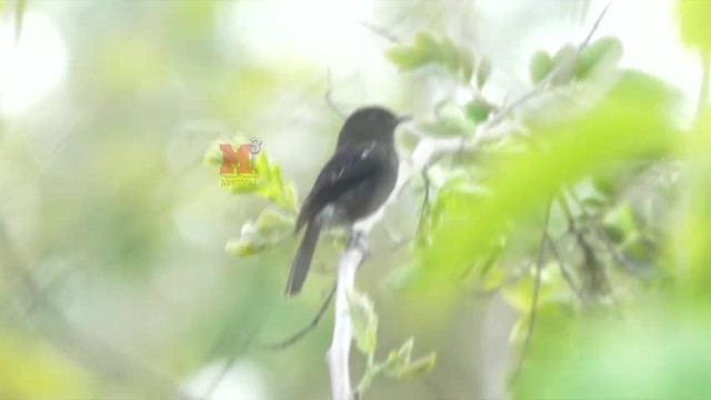 Pied Bushchat - ML201239011