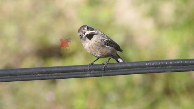 Pied Bushchat - ML201239021