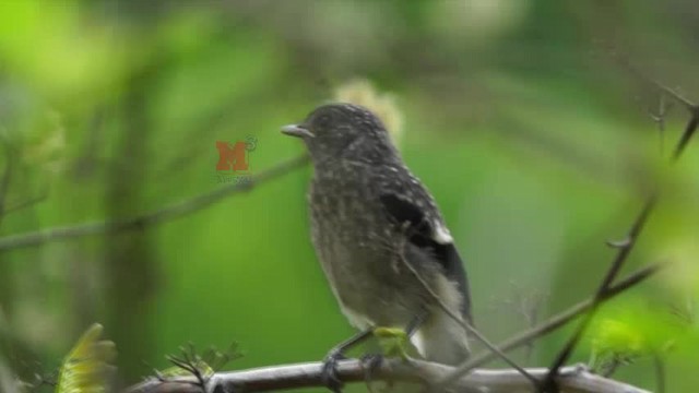 Pied Bushchat - ML201239031