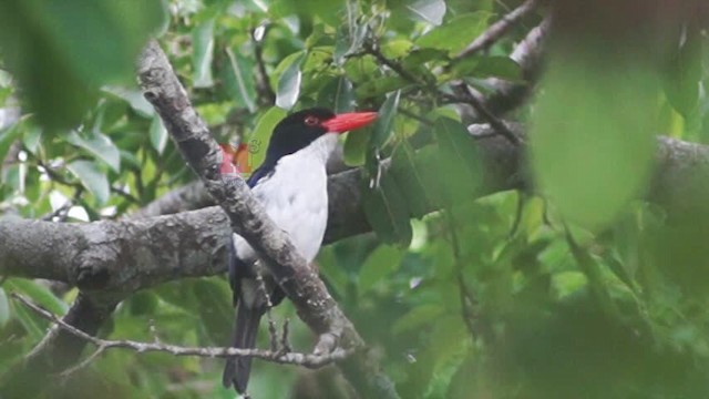 White-rumped Kingfisher - ML201239041