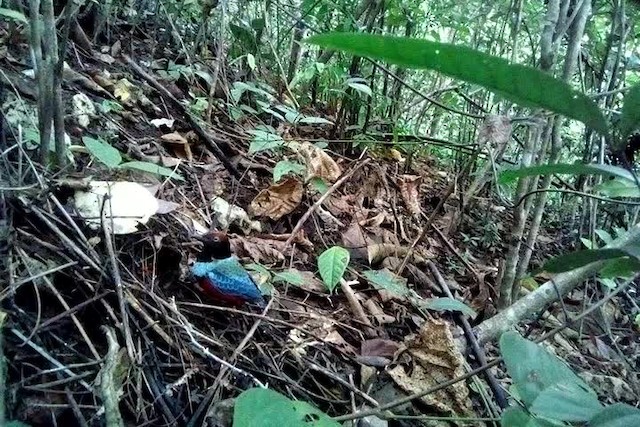 Sula Pitta - ML201239091