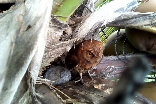 Banggai Scops-Owl - ML201239101