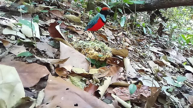 pita sulská - ML201239111