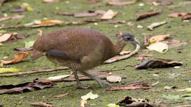 Grand Tinamou - ML201239131