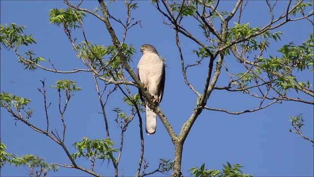 African Goshawk (Southern) - ML201239141