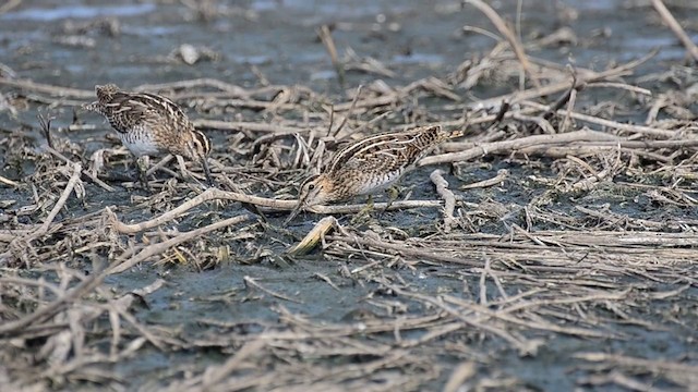 Common Snipe - ML201239171