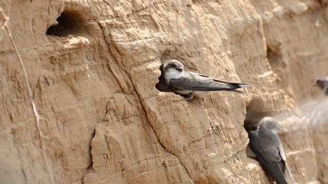 Bank Swallow - ML201239191