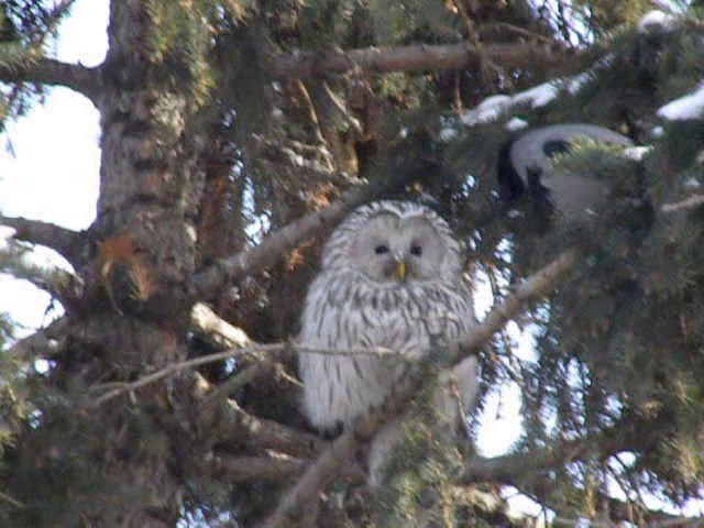 puštík bělavý - ML201239211